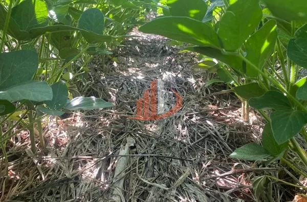 ARRENDAMENTO DE FAZENDA NO MATO GROSSO DO SUL - Foto 5