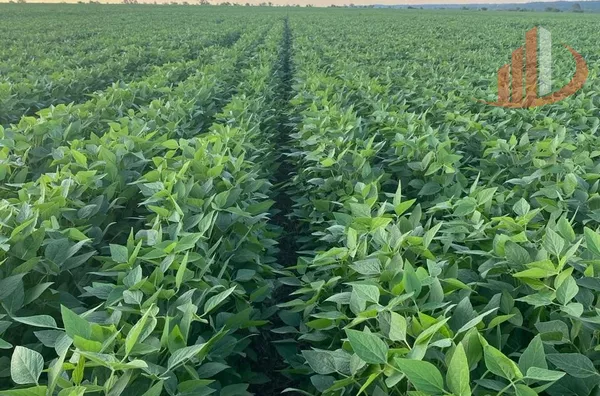 ARRENDAMENTO DE FAZENDA NO MATO GROSSO DO SUL