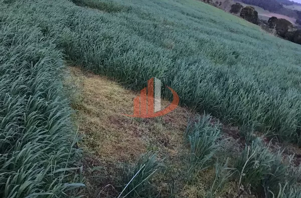 FAZENDA COM 1.234,62 HECTARES DE ALTA RENTABILIDADE! - Foto 8
