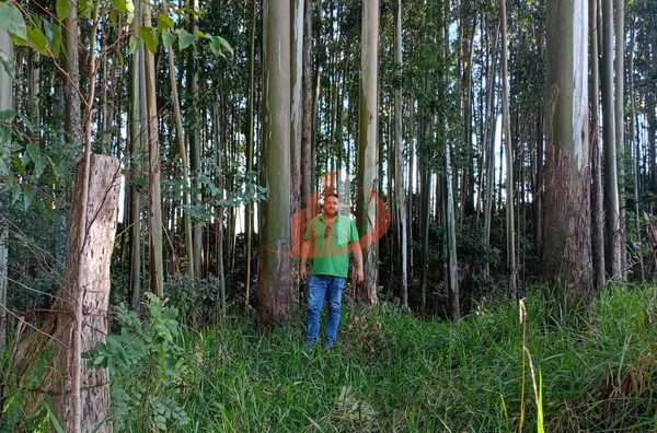 FAZENDA COM 189 ALQUEIRES A VENDA - Foto 15