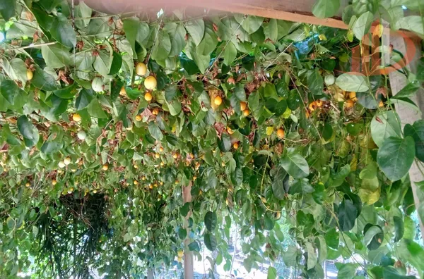 CHÁCARA PARA VENDA EM PATO BRANCO - 65.000m² E INFRAESTRUTURA COMPLETA