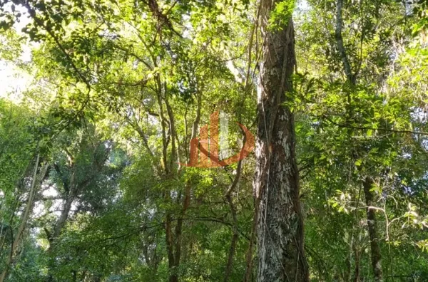 CHACARA PARA VENDA EM PATO BRANCO - Foto 12