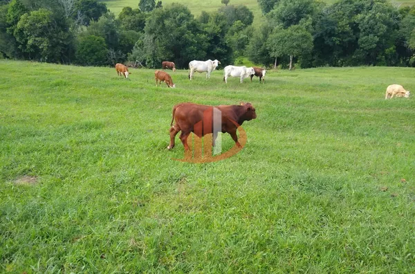 FAZENDA COM 24 ALQUEIRES EM PATO BRANCO/PR - Foto 6