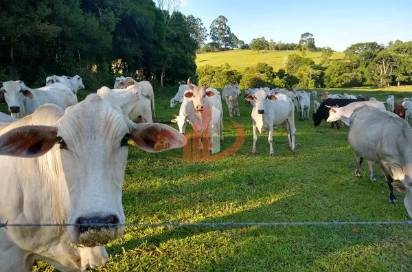 FAZENDA COM 24 ALQUEIRES EM PATO BRANCO/PR - Foto 14