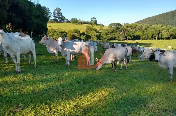 FAZENDA COM 24 ALQUEIRES EM PATO BRANCO/PR - Foto 17