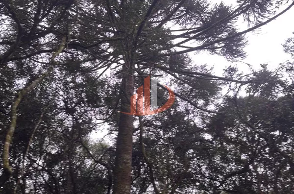 CHÁCARA COM 3000m² EM MARIÓPOLIS/PR - Foto 7