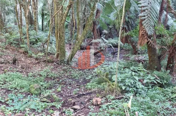CHACARA PARA VENDA EM PATO BRANCO - Foto 10
