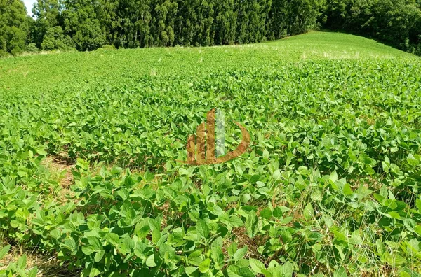 FAZENDINHA A VENDA PRÓXIMA A PATO BRANCO/PR - Foto 12
