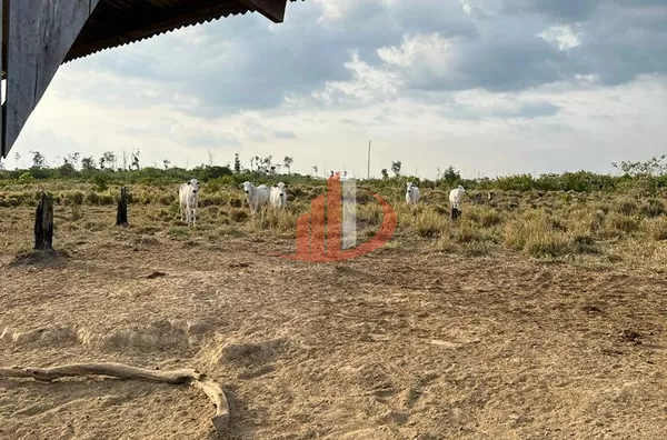 FAZENDA PARA ARRENDAMENTO EM TAILÂNDIA NO PARÁ (LEIA A DESCRIÇÃO) - Foto 6
