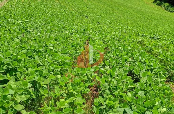 FAZENDINHA A VENDA PRÓXIMA A PATO BRANCO/PR - Foto 15