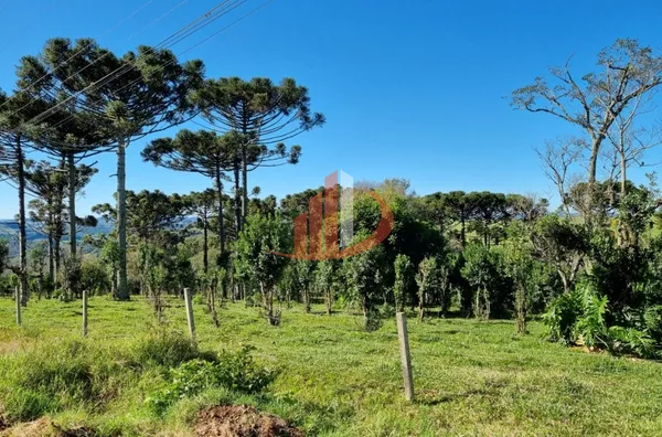 CHÁCARA COM 5 HECTARES PRÓXIMO A PATO BRANCO - Foto 5