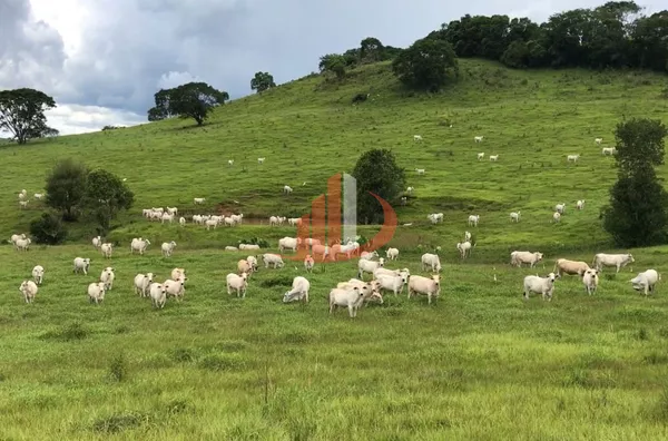 FAZENDA COM 1.234,62 HECTARES DE ALTA RENTABILIDADE! - Foto 17