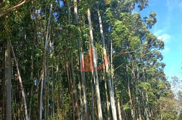 FAZENDA COM 189 ALQUEIRES A VENDA - Foto 11
