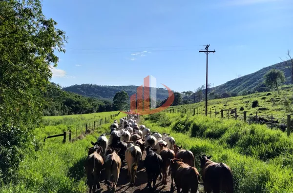 FAZENDA COM 136 ALQUEIRES EM GUARANIAÇU/PR - Foto 13