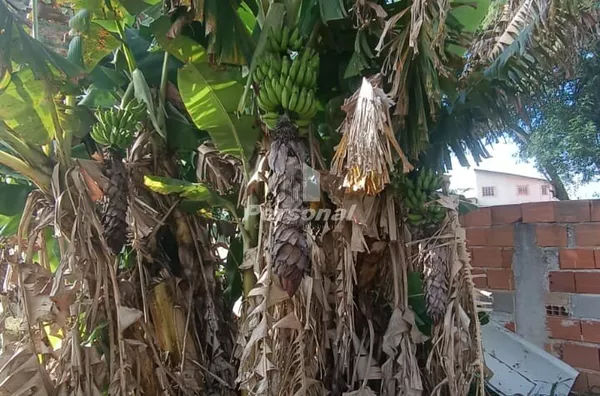 Terreno para venda,  Loteamento Residencial Flor Do Campo, Tremembé - Foto 4