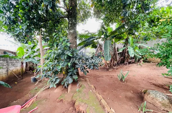 Casa de Esquina com 3 Dormitórios e Quintal Amplo Repleto de Árvores Frutíferas - Foto 5