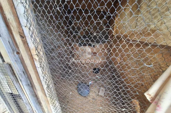 Chácara para venda, 3 dormitórios sendo 2 suítes ,  Granjas Rurais Reunidas São Judas Tadeu, Taubaté - Foto 11