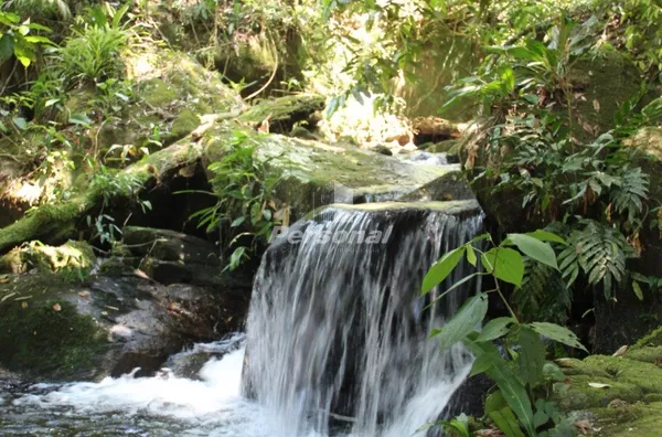 Sítio de 200.000m² para venda,  Arariba, Ubatuba - Foto 5