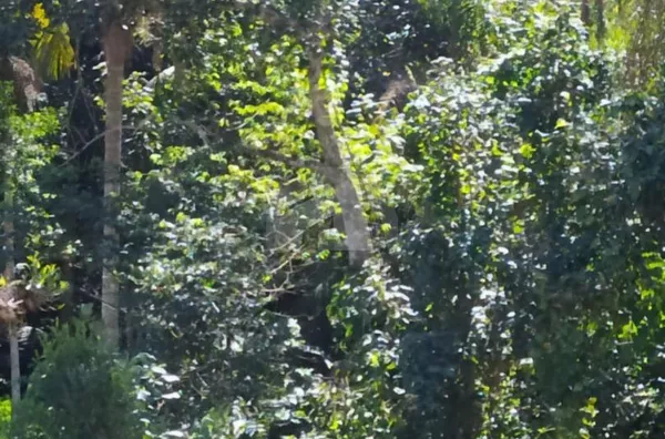 Chácara com 2 dormitórios à venda, 6600 m² por R$ 370.000,00 - Colônia (Zona Sul) - São Paulo/SP