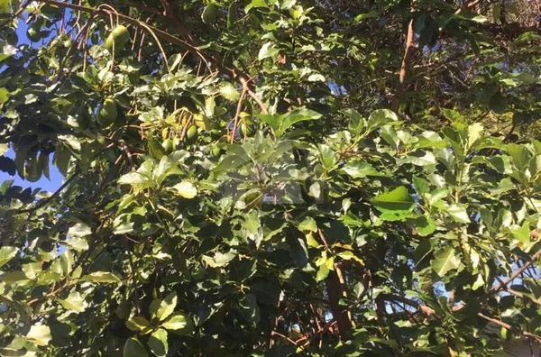 Terreno para alugar, 1400 m² por R$ 5.000,00/mês - Interlagos - São Paulo/SP