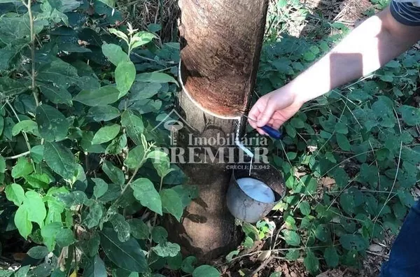 Cód.;SI2915 - Sítio - 8,5 Alqueires - Nipoã/SP