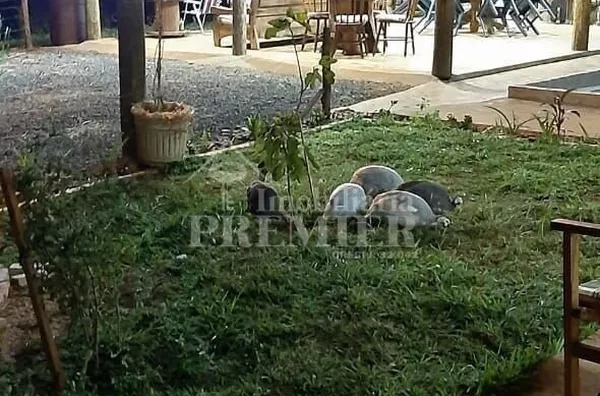 SI3610 - Sítio para venda, 1,25 alqueires -Zona Rural- Tanabi/SP.