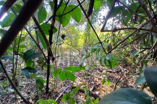 CH3734 - Chácara para venda,  Estância Navarret (zona Rural), São José Do Rio Preto