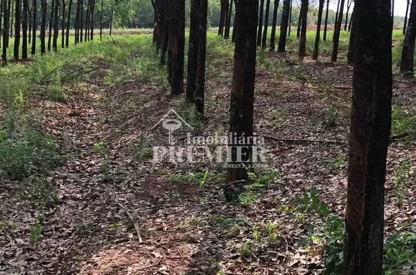 Cód.;SI2915 - Sítio - 8,5 Alqueires - Nipoã/SP