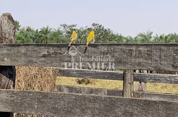 Cód.;SI2626 Sitio - 8,11 alqueires -  Penápolis/SP