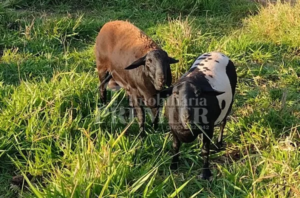 SI3578 - Sítio para venda, -Zona Rural- Bady Bassitt, São José Do Rio Preto