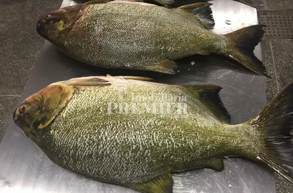 Cód.; FA2919 -Fazenda - 1952 hectares - Poconé/MT