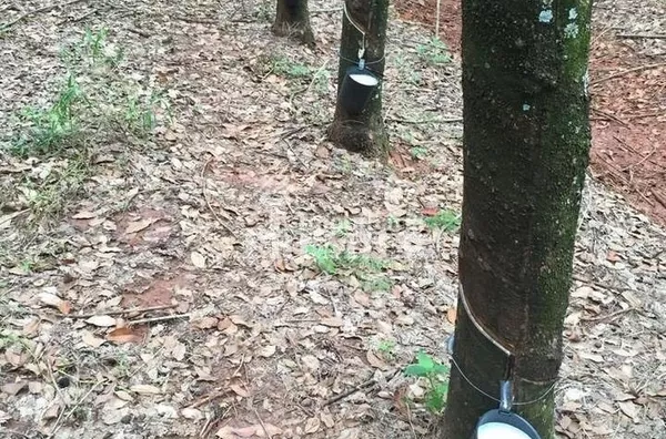 Cód.;SI2915 - Sítio - 8,5 Alqueires - Nipoã/SP