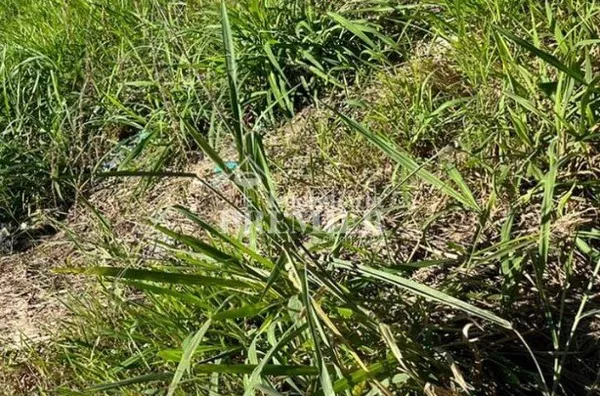 Cód.:LO3276 - 216m² -Avenida Parque - Bady Bassitt/SP