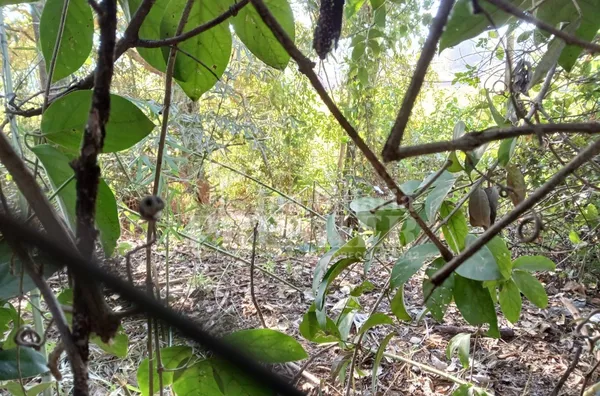 CH3734 - Chácara para venda,  Estância Navarret (zona Rural), São José Do Rio Preto