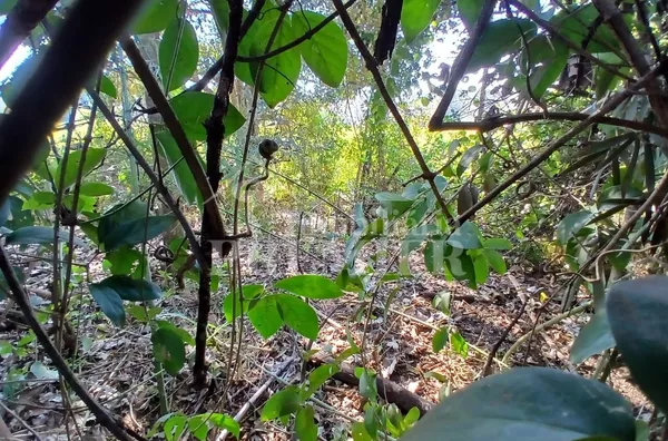 CH3734 - Chácara para venda,  Estância Navarret (zona Rural), São José Do Rio Preto