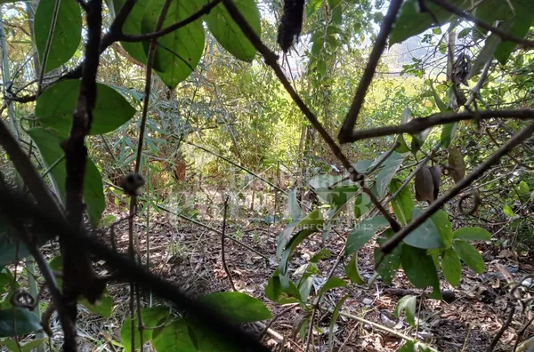 CH3734 - Chácara para venda,  Estância Navarret (zona Rural), São José Do Rio Preto