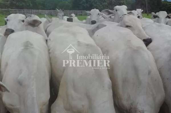 Cód.; FA2919 -Fazenda - 1952 hectares - Poconé/MT