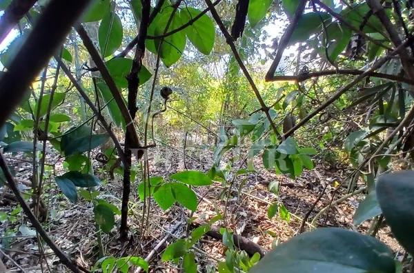 CH3734 - Chácara para venda,  Estância Navarret (zona Rural), São José Do Rio Preto