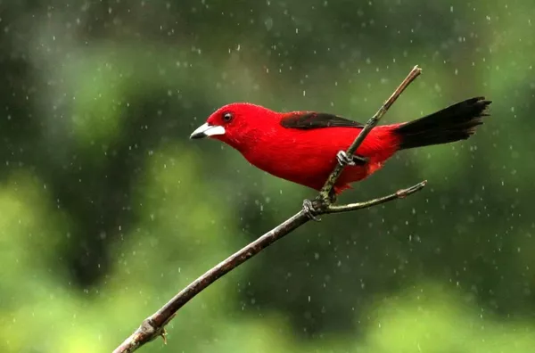 LOTE ITAMAMBUCA - 100 MTS DO MAR
