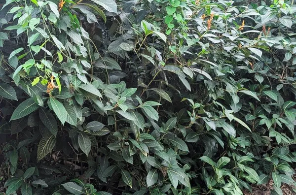 Terreno Rua Par - Estágio Avançado Licença Ambiental
