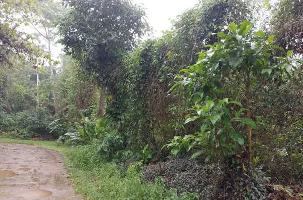 LOTE RUA IMPAR, 500 METROS DA PRAIA