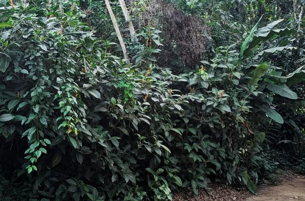 Terreno Rua Par - Estágio Avançado Licença Ambiental