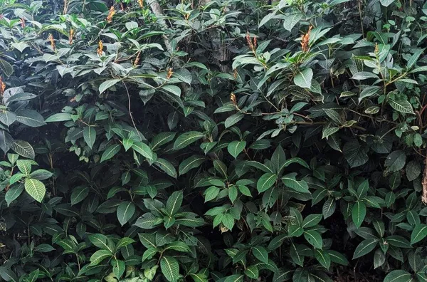 Terreno Rua Par - Estágio Avançado Licença Ambiental