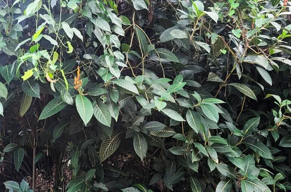 Terreno Rua Par - Estágio Avançado Licença Ambiental