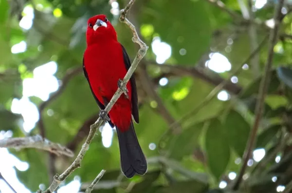 LOTE PROXIMO AO MAR NO FELIX