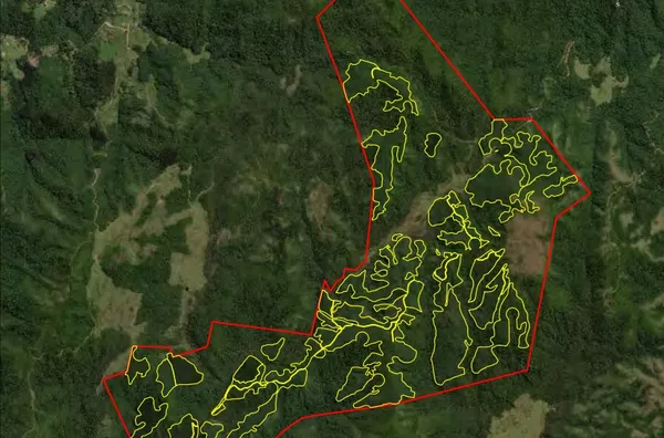 Fazenda de Reflorestamento de Pinus à venda 
