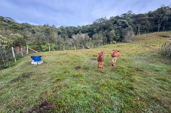 Sítio para venda, na Rocinha em São Pedro De Alcântara