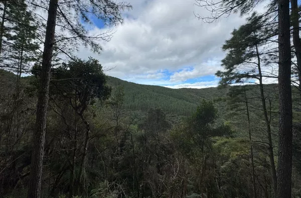 Fazenda de Reflorestamento de Pinus à venda 