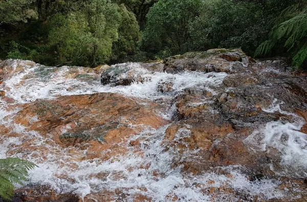Fazenda de Reflorestamento de Pinus à venda 