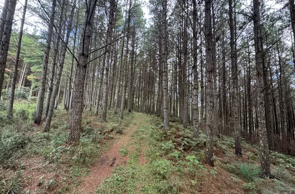 Fazenda de Reflorestamento de Pinus à venda 